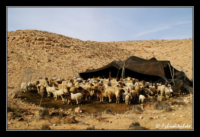 032 Un campement de moutons et de chevres